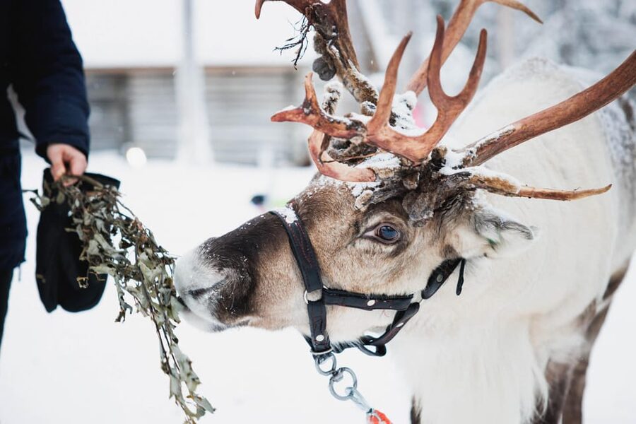Levi: Husky and Reindeer Farm Visit with Snowmobiling - Meeting the reindeer and earning a sledge license