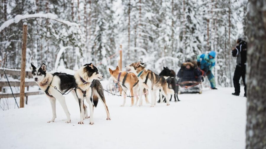 Levi: Husky and Reindeer Farm Visit with Snowmobiling - What the local herding story adds