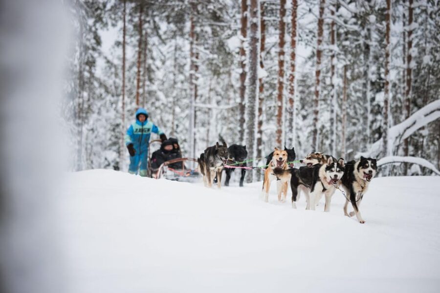 Levi: Husky and Reindeer Farm Visit with Snowmobiling - The one-hour snowmobile outing
