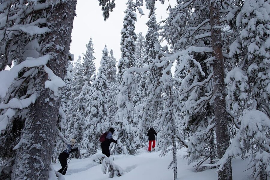 Levi: Lakeside forest snowshoeing - Key points to know before you book