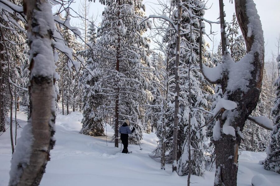 Levi: Lakeside forest snowshoeing - Getting used to snowshoes in Sirkka