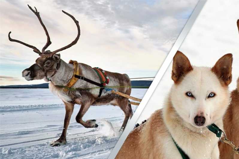 Levi: Lapland Reindeer and Husky Safari - A quiet start at the reindeer farm