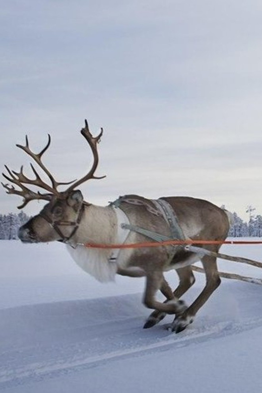 Levi: Lapland Reindeer and Husky Safari - What the reindeer ride feels like in practice