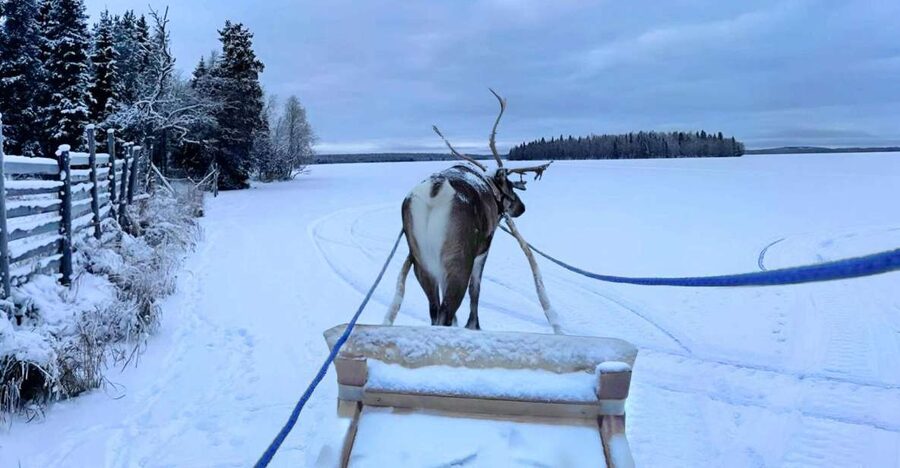 Levi: Lapland Reindeer Safari - Fire hut drinks and Lappish stories