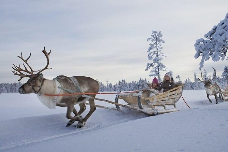 Levi: Lapland Reindeer Safari - What $114 means in practical terms