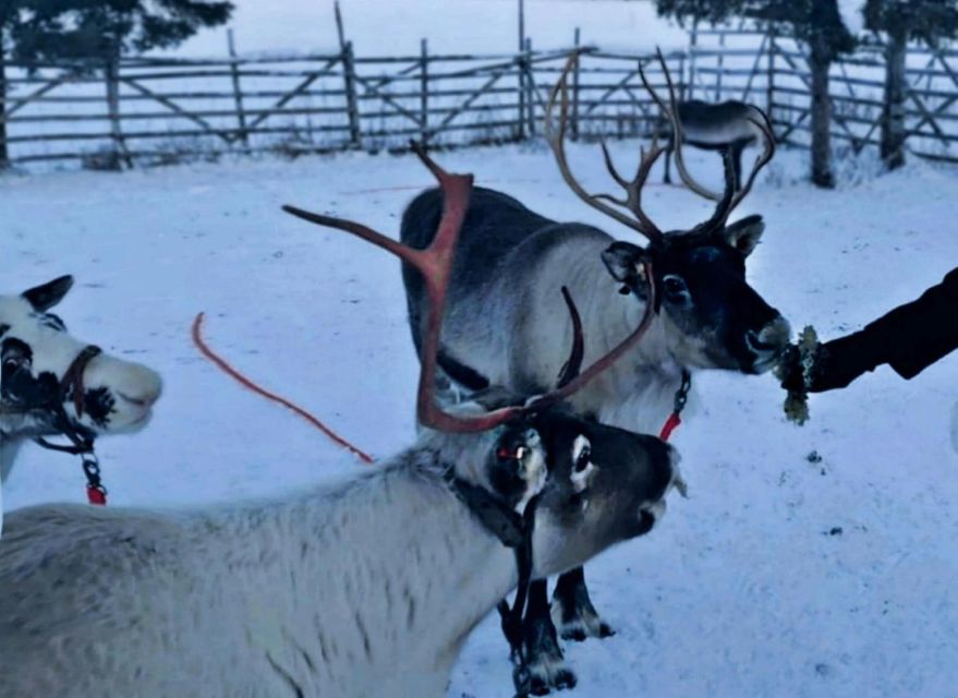 Levi: Lapland Reindeer Safari - The 1-kilometer sled ride through the snow