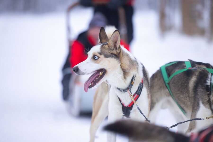 Levi Polar Lights Tours: Arctic Circle Guided Husky Tour - Key points at a glance