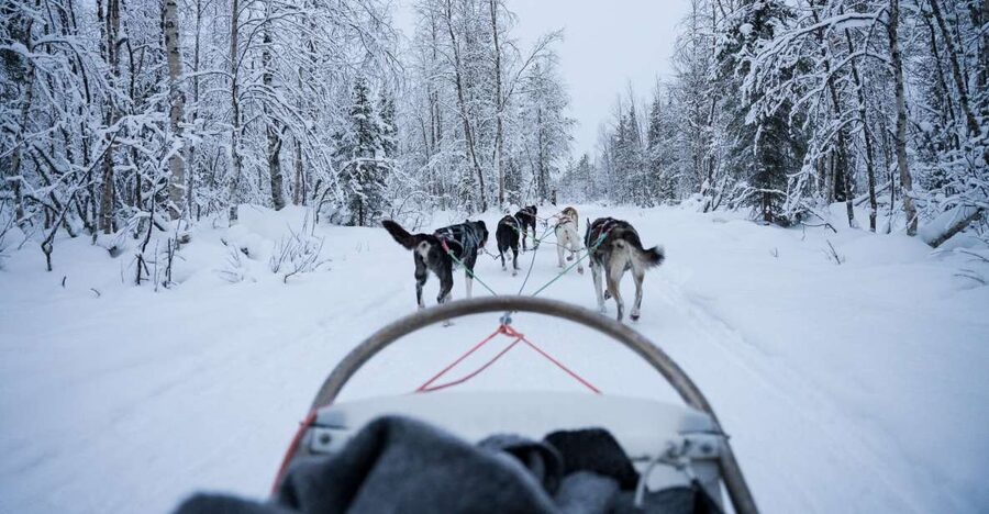 Levi Polar Lights Tours: Arctic Circle Guided Husky Tour - A real husky safari, not just a sled ride