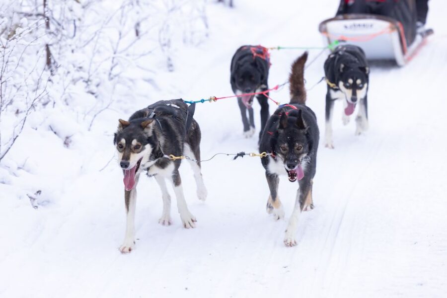 Levi Polar Lights Tours: Arctic Circle Guided Husky Tour - The 15-minute transfer to the husky base