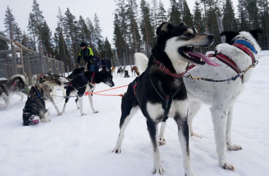 Levi Polar Lights Tours: Arctic Circle Guided Husky Tour - Meeting at Hissitie 11 in Levi