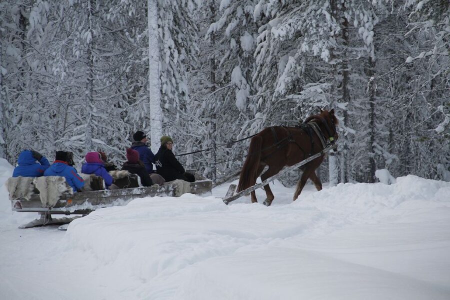 Levi, Polar Lights Tours: One Horse Open Sleigh Ride - Is $79 a fair price?