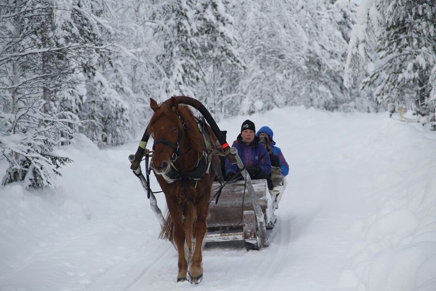 Levi, Polar Lights Tours: One Horse Open Sleigh Ride - Meeting at Hissitie 11 in Levi Center