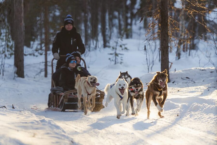 Levi Polar Lights Tours: Path of the Gnome Husky Safari 15km - Key points before you book