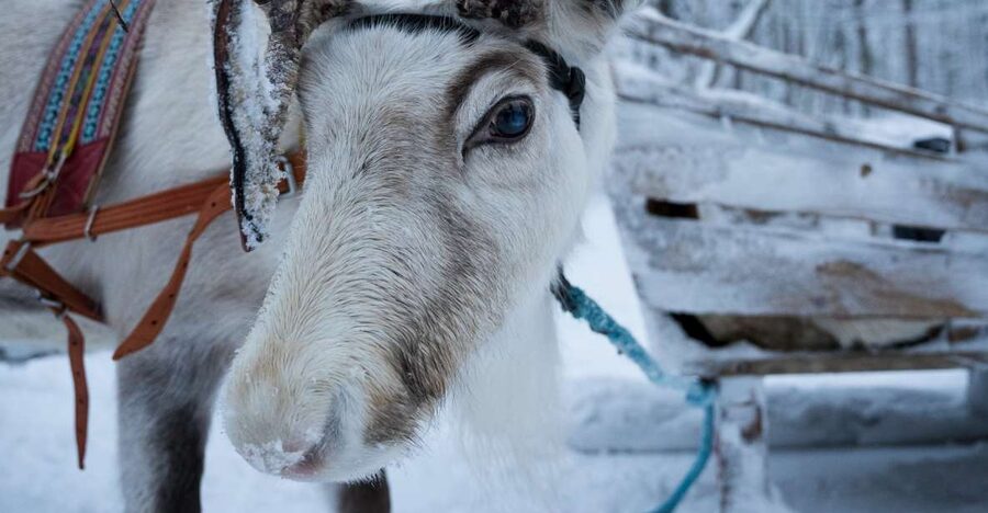 Levi Polar Lights Tours: Reindeer and Husky Taster - The safety briefing and first look at the animals
