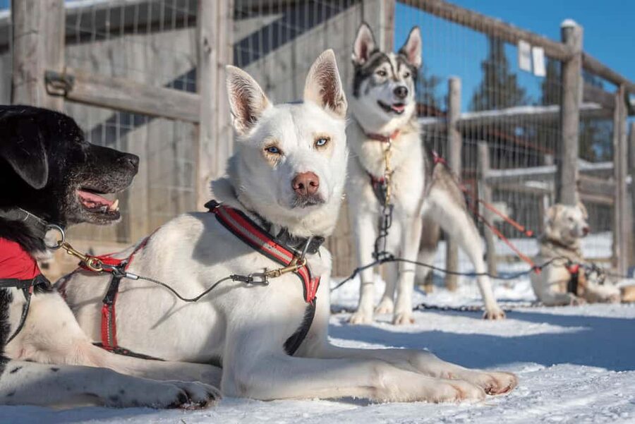 Levi Polar Lights Tours: Reindeer and Husky Taster - Who should book this Levi experience