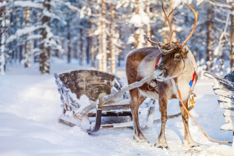 Levi: Reindeer Experience with Sled Ride - Meeting the reindeer near Levi