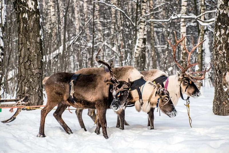 Levi: Reindeer Experience with Sled Ride - The sleigh ride through snowy Finland