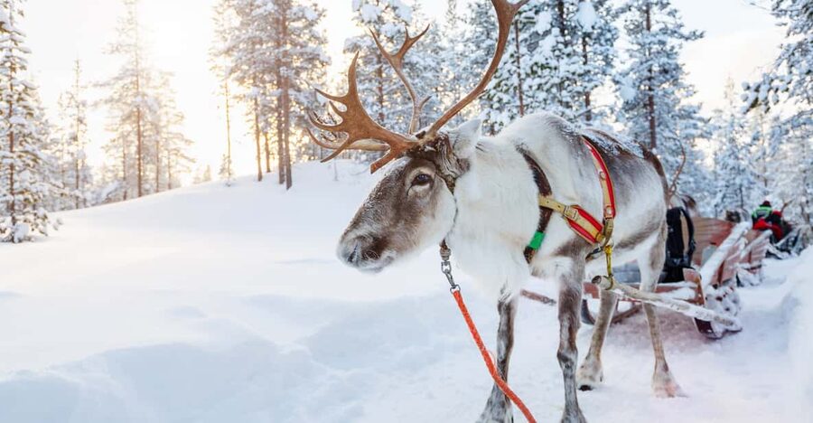 Levi: Reindeer Experience with Sled Ride - Hot juice, cookies, and a possible local tasting
