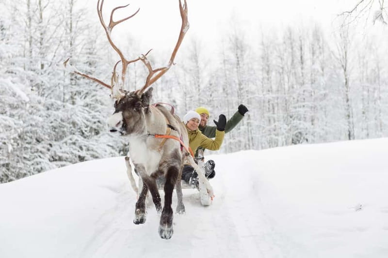 Levi: Reindeer Experience with Sled Ride - What the $142 price covers