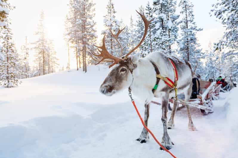Levi: Reindeer Experience with Sled Ride - Pickup, meeting points, and timing