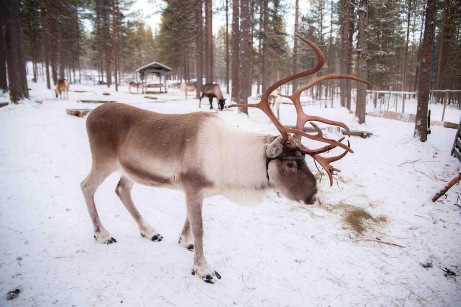 Levi: Reindeer Farm E-Fatbike Safari - How much value does $187 offer?