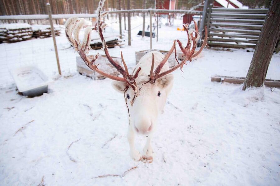 Levi: Reindeer Farm E-Fatbike Safari - Who should book this safari?