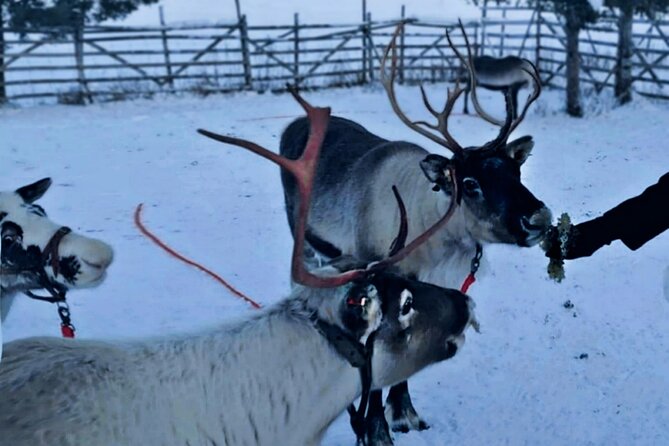 Levi Reindeer Safari - Long or Quick - with Sledge Ride - A short sled ride with a real farm visit