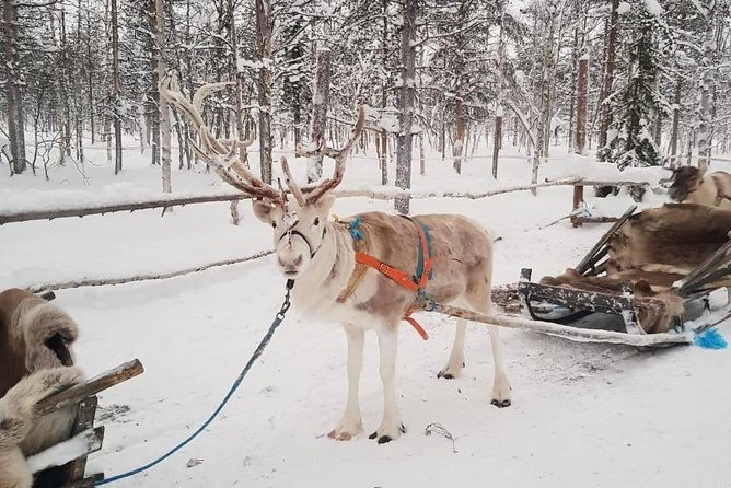 Levi Reindeer Safari - Long or Quick - with Sledge Ride - What the 1-kilometer reindeer ride is really like