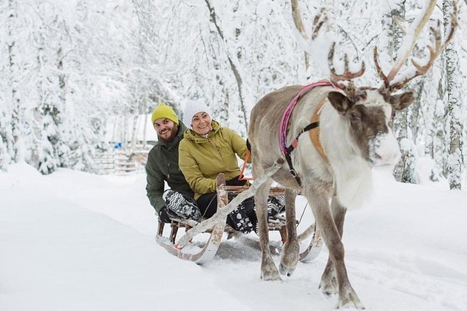 Levi Reindeer Safari - Long or Quick - with Sledge Ride - Feeding time is often the strongest part