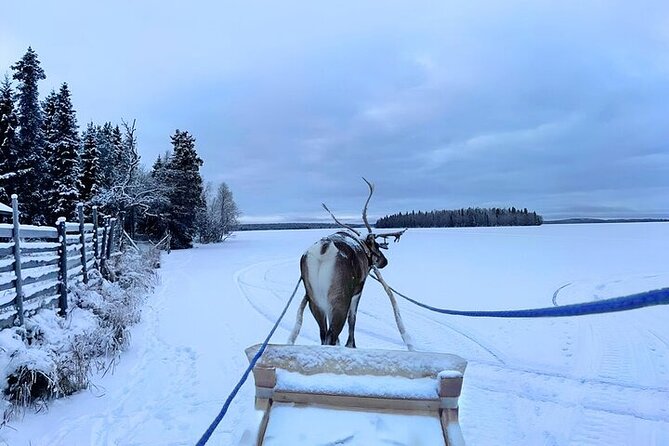 Levi Reindeer Safari - Long or Quick - with Sledge Ride - Is $114.15 good value?