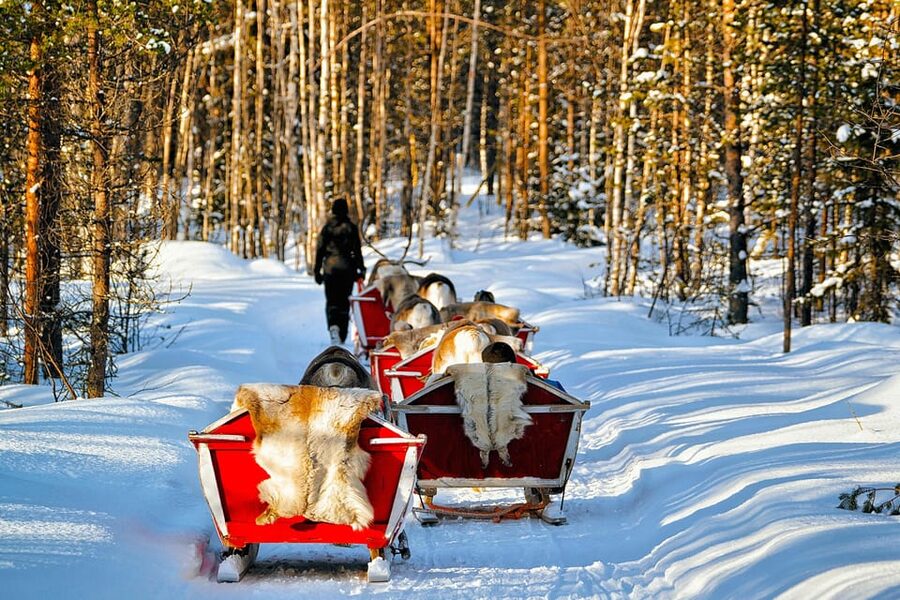 Levi: Reindeer Sleigh Ride Tour in Snowy Forest - Key points at a glance