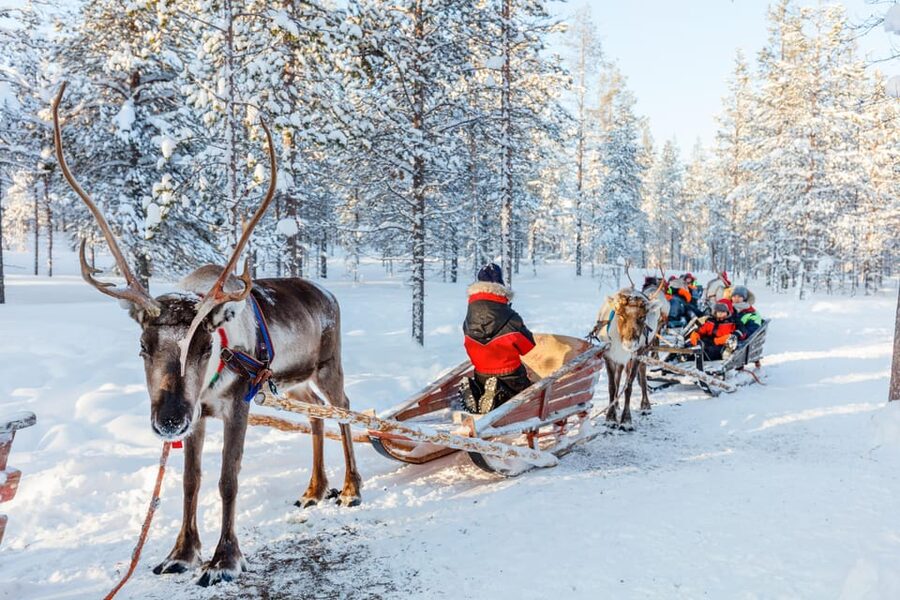 Levi: Reindeer Sleigh Ride Tour in Snowy Forest - Is $103 a fair price?