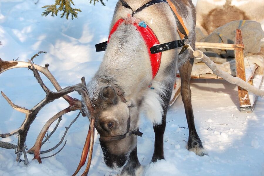 Levi: Reindeer Sleigh Ride Tour in Snowy Forest - A quiet reindeer ride from Levi