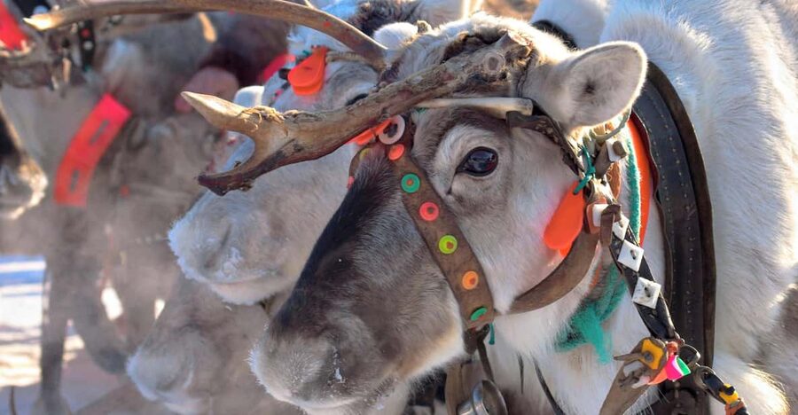 Levi: Reindeer Sleigh Ride Tour in Snowy Forest - Safety briefing at Polar Lights Tours