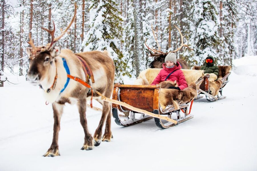 Levi: Reindeer Sleigh Ride Tour in Snowy Forest - The 30-minute sleigh ride through snowy woods