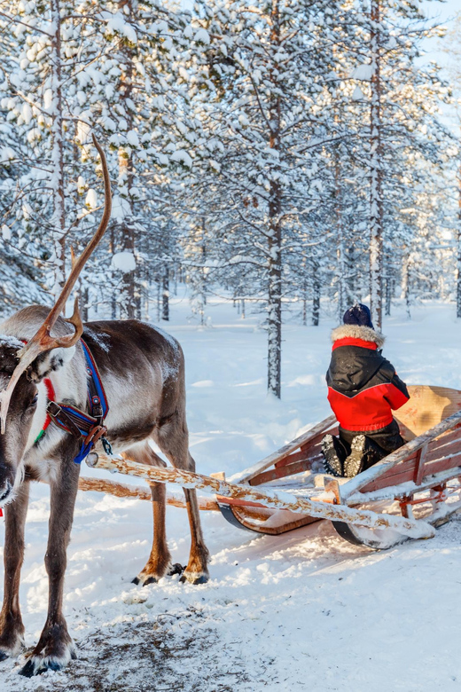 Levi: Reindeer Sleigh Ride Tour in Snowy Forest - Meeting the reindeer up close