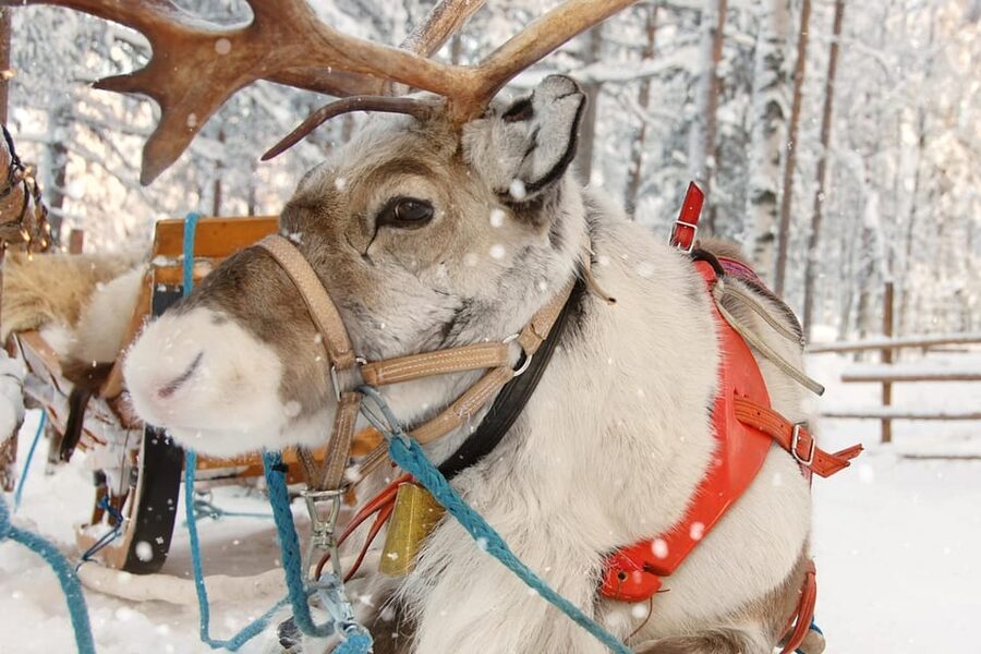 Levi: Reindeer Sleigh Ride Tour in Snowy Forest - Campfire, berry juice, and local snacks