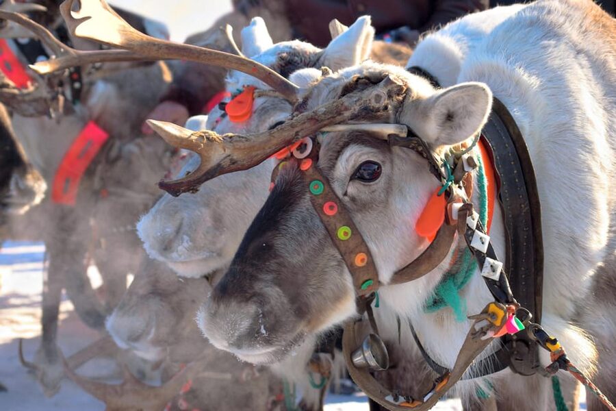 Levi: Reindeer Sleigh Ride Tour in Snowy Forest - Meeting at Hissitie 11 in Levi Center