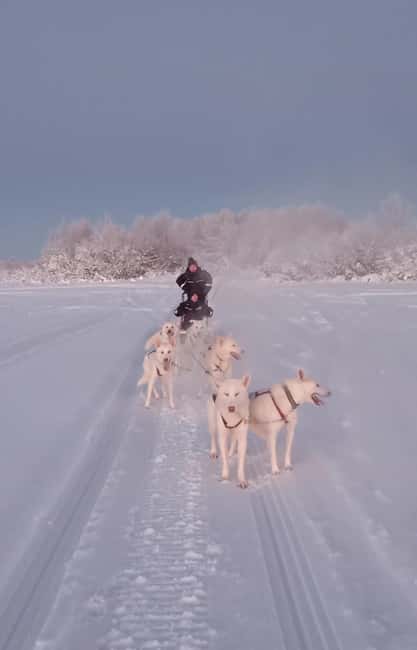 Levi: Self-Drive 2 KM Husky Sledding Experience - Meeting the dogs before and after the trail