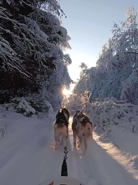 Levi: Self-Drive 2 KM Husky Sledding Experience - Learning to drive a husky sled