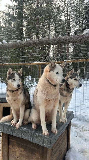 Levi: Self-Drive 5 KM Husky Sledding Experience - Why the small group matters at this farm