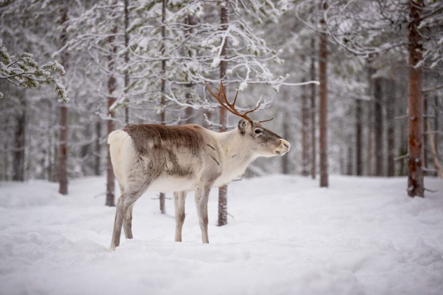 Levi: Traditional Reindeer Husbandry Experience - Why this reindeer visit feels different