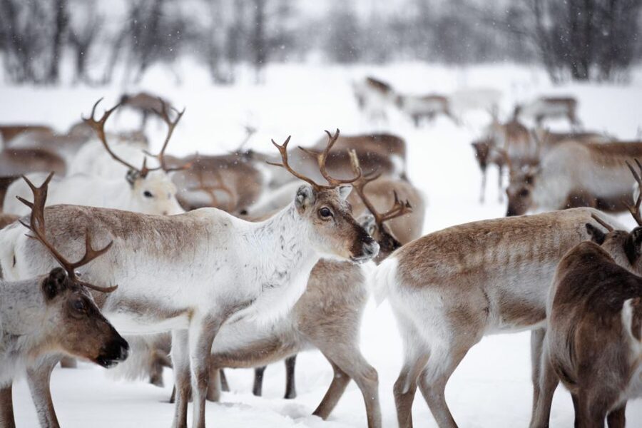 Levi: Traditional Reindeer Husbandry Experience - Meeting the herder and learning the yearly work
