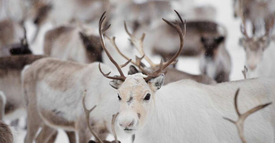 Levi: Traditional Reindeer Husbandry Experience - Riding behind the snowmobile to the herd