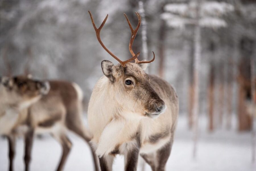 Levi: Traditional Reindeer Husbandry Experience - Winter clothing and comfort in the cold