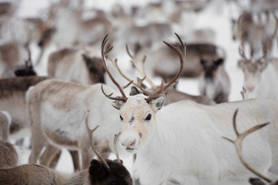 Levi: Traditional Reindeer Husbandry Experience - Leaving Levi for the Olos and Pallas fells