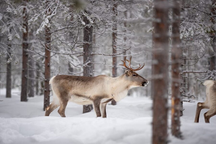 Levi: Winter Highlights Family Day - Key points to know before booking