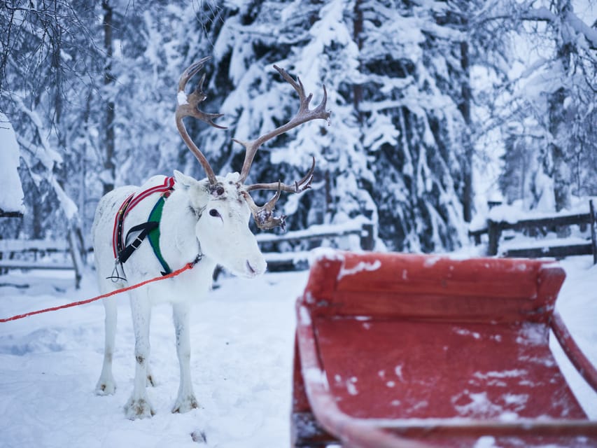 Levi: Winter Highlights Family Day - Why this family outing works in Levi