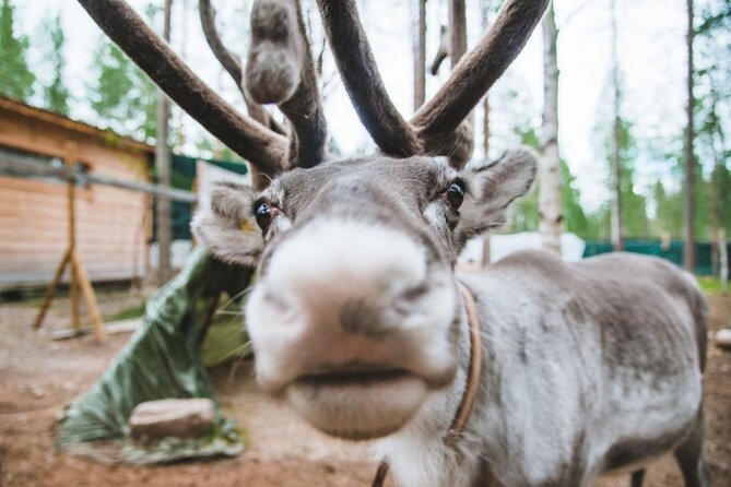 Meet Santa Claus & Santa's Reindeer Ride & Greet Huskies - Writing postcards at Santa’s official post office