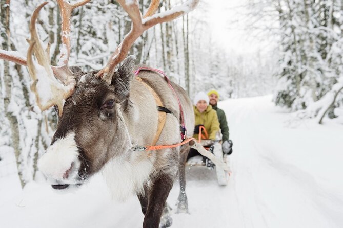 Meet Santa Claus & Santa's Reindeer Ride & Greet Huskies - Pickup, drop-off, and the 12-kilometer limit
